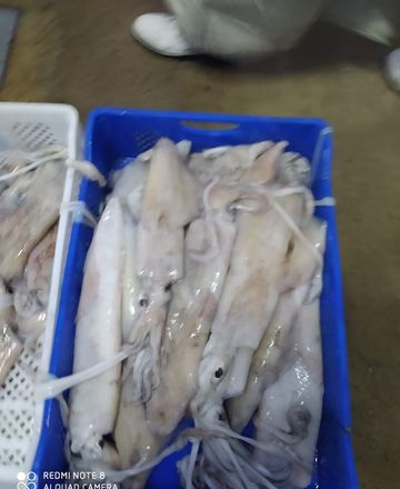 Calamar
